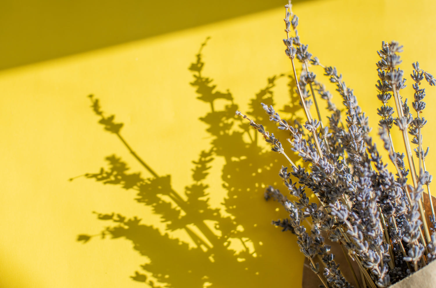 A bouquet of lavender wrapped at the base, casting a shadow on a warm yellow background.