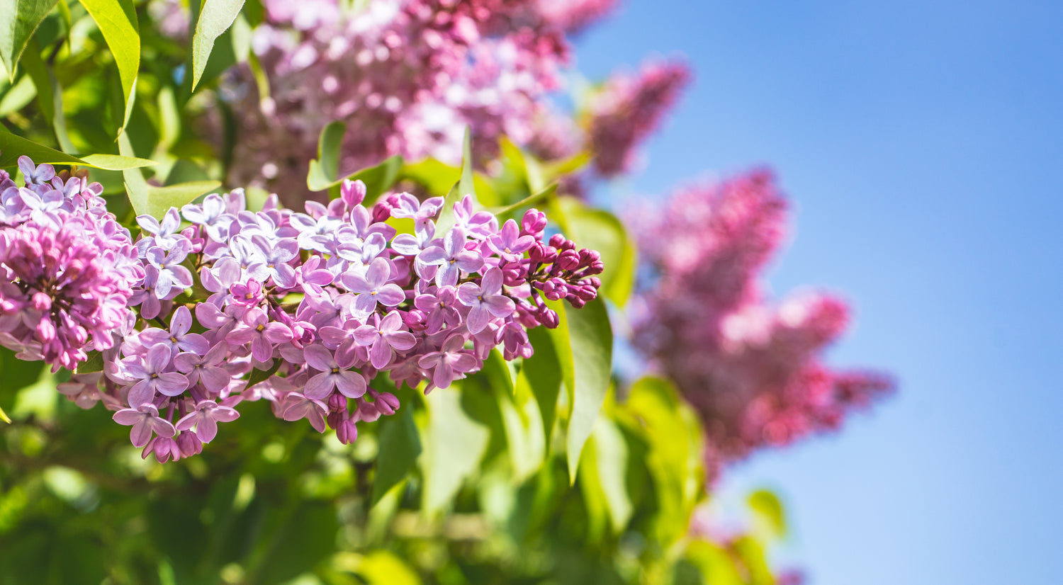 Close up of pink lilac flowers in bloom against a bright blue sky.